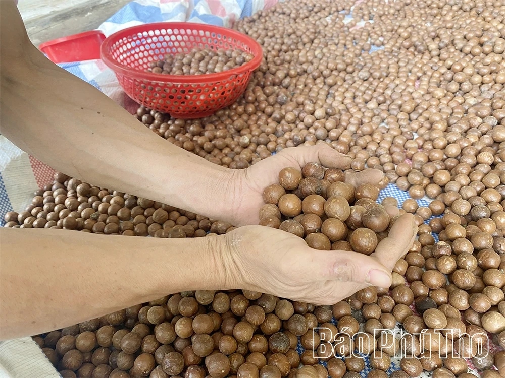 Hạt mắc ca thu hoạch chuẩn bị sấy và phân loại
